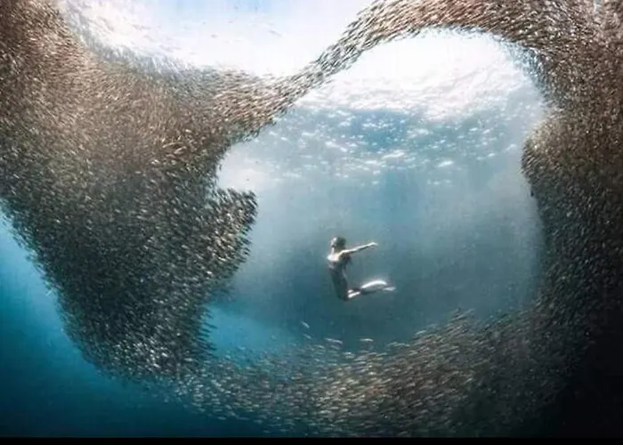 Mollucan